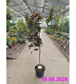 Fagus sylv. 'Purpurea Pendula' C 10 L
